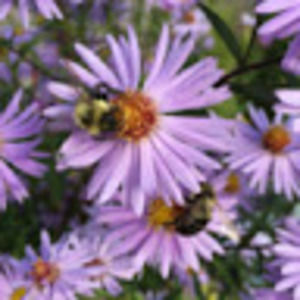 Meet your Posher, Beatriz